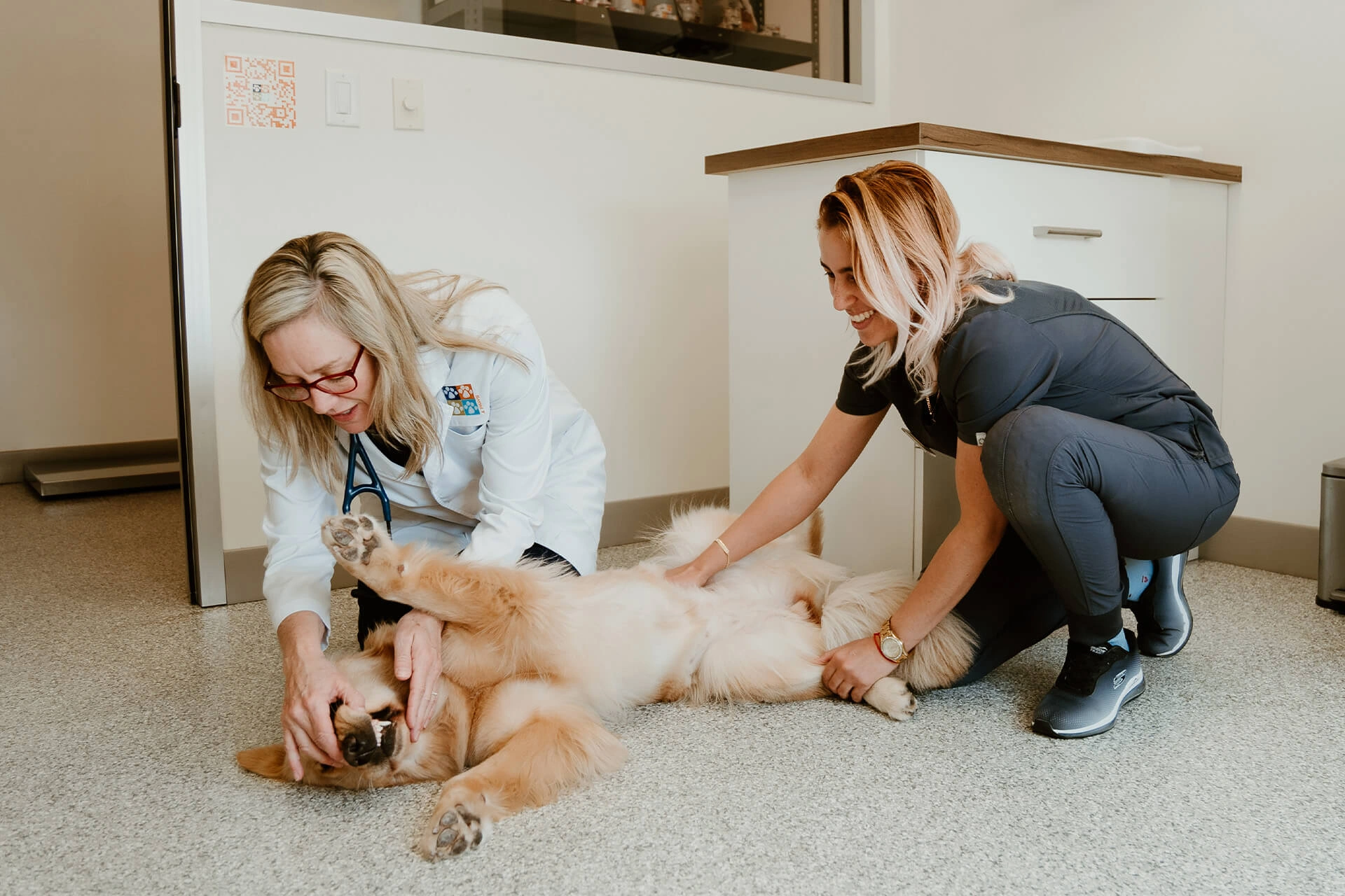 Top Reasons Cats Visit