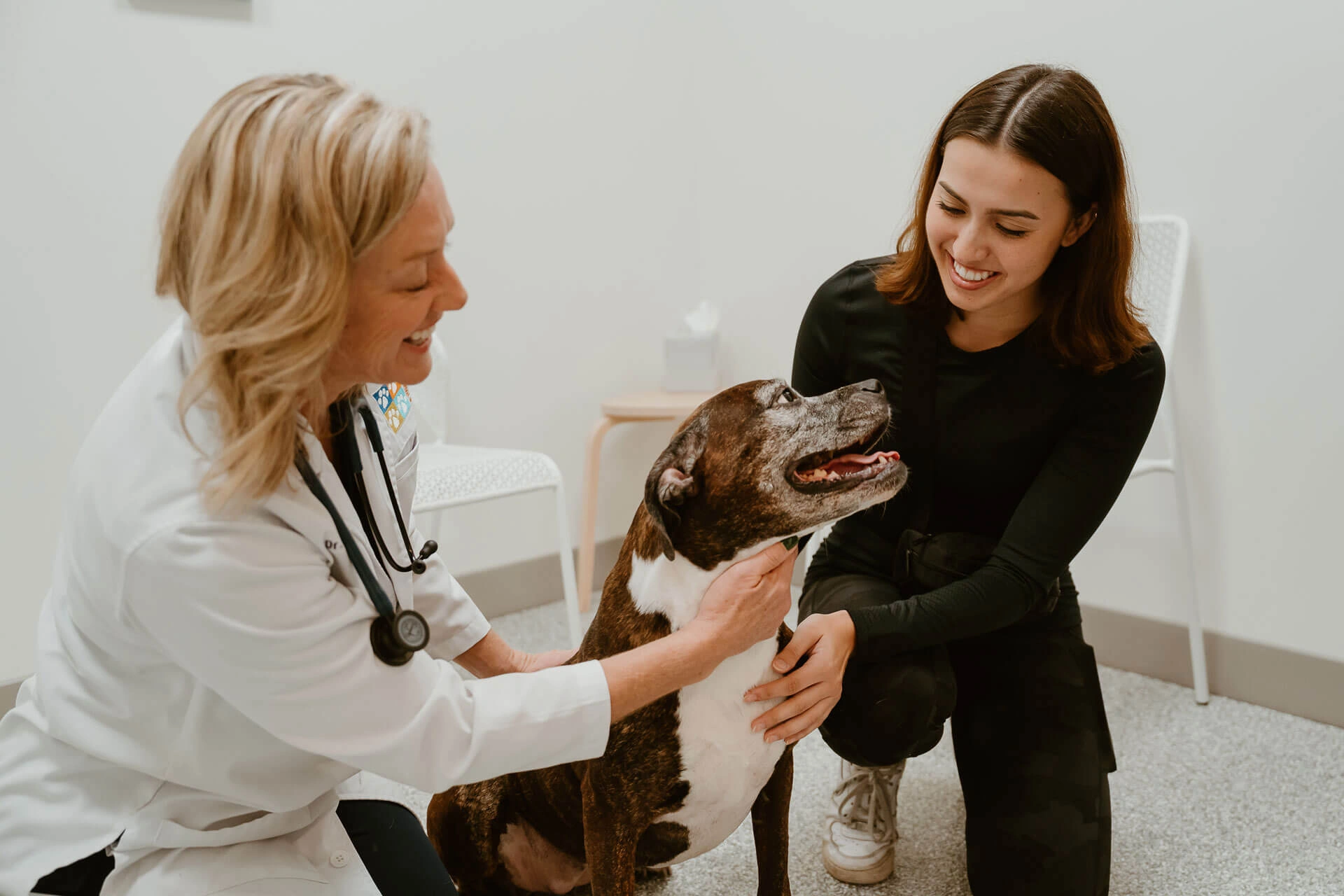 Expert Veterinary Care in Winter Park-4