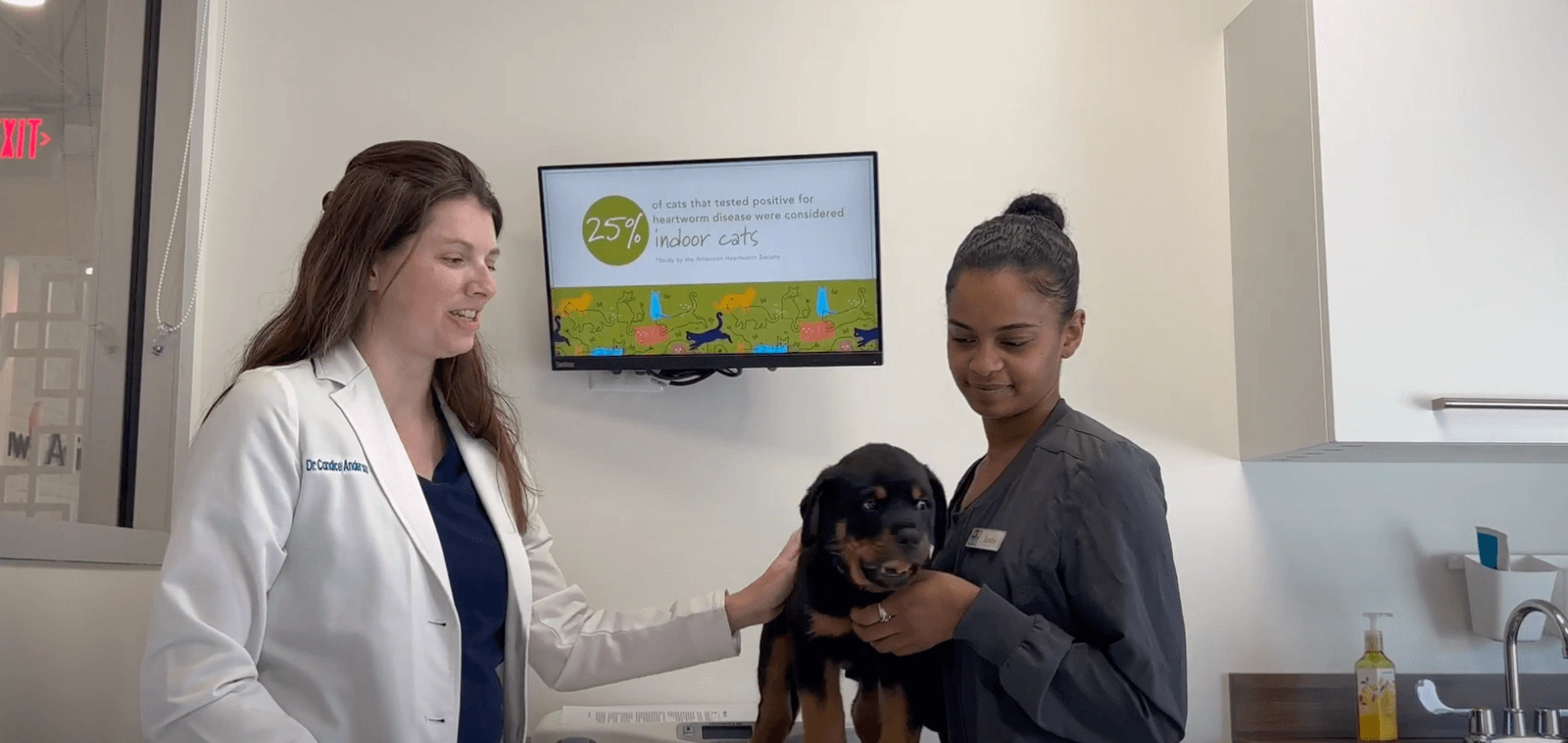 how-to-properly-train-your-new-puppy