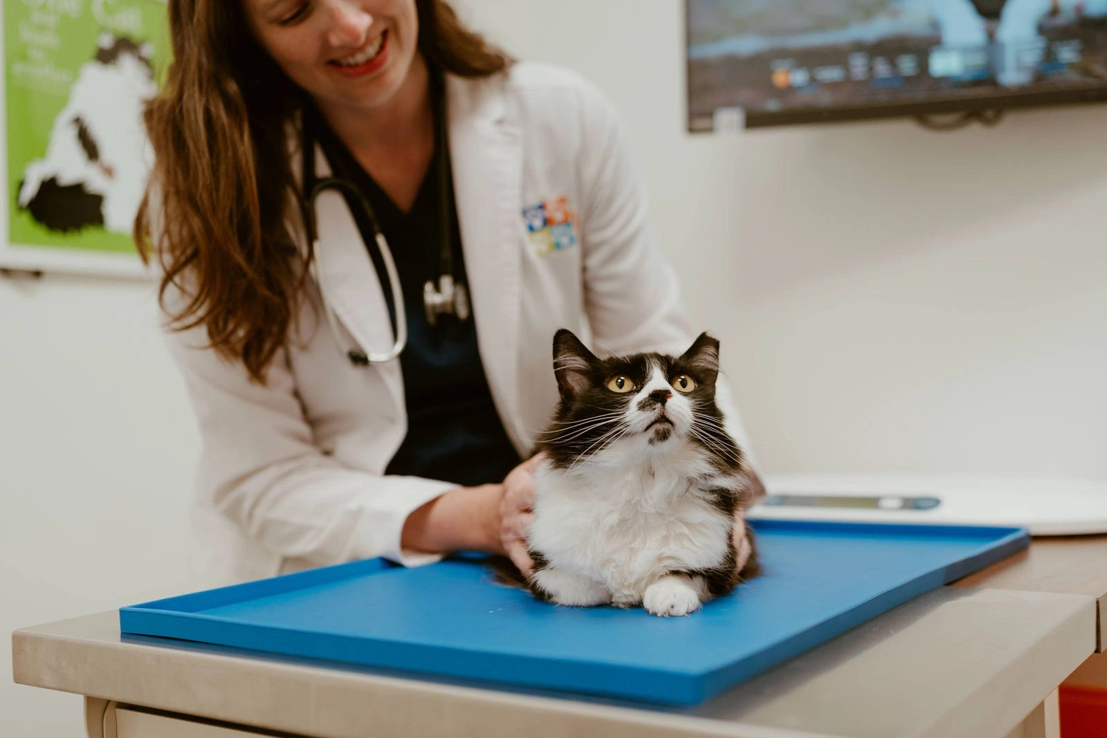 Solensia for cats arthritis