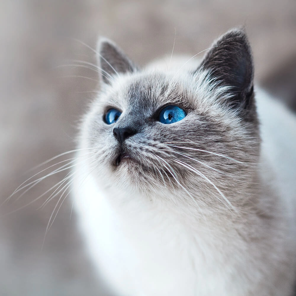 Top Reasons Cats Visit