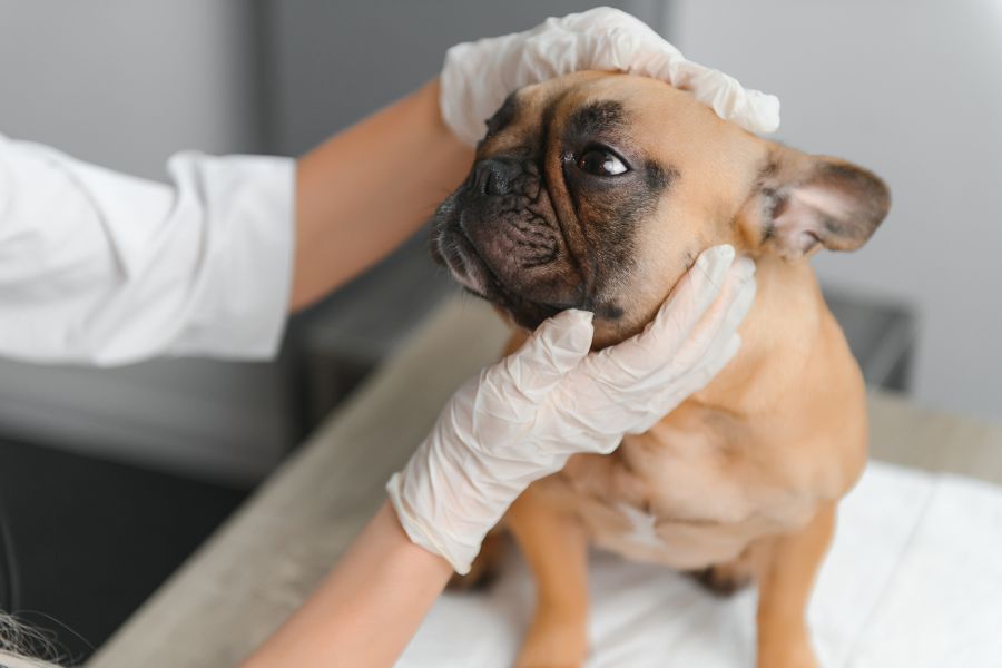 pet diagnostic testing