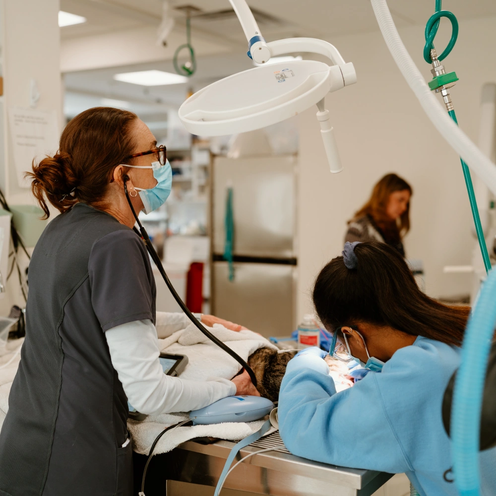 Veterinary Surgery and Dentistry