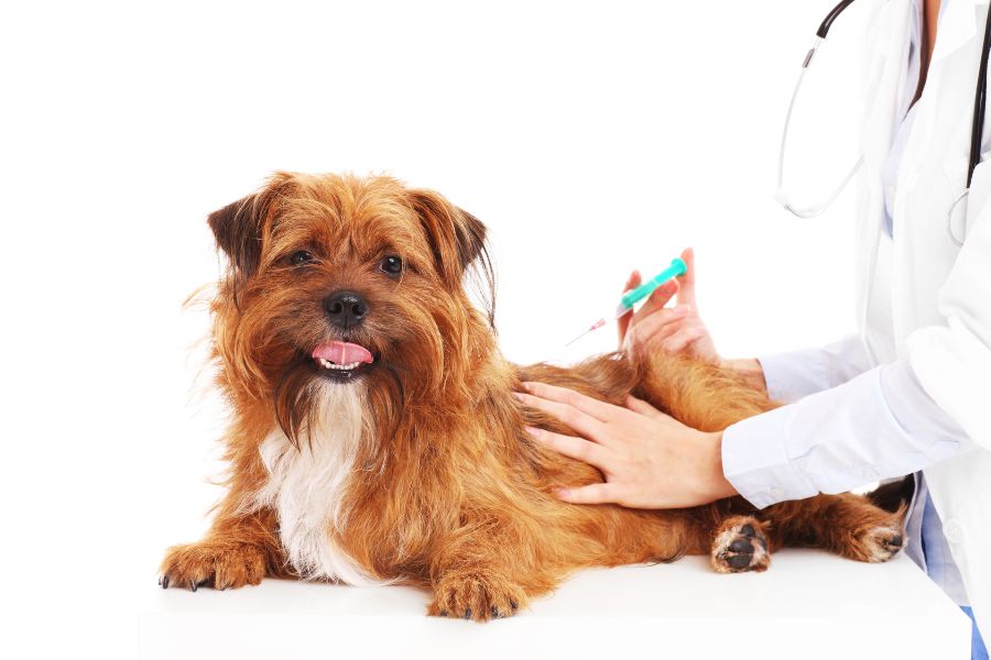 Preventive Pet Care Tips