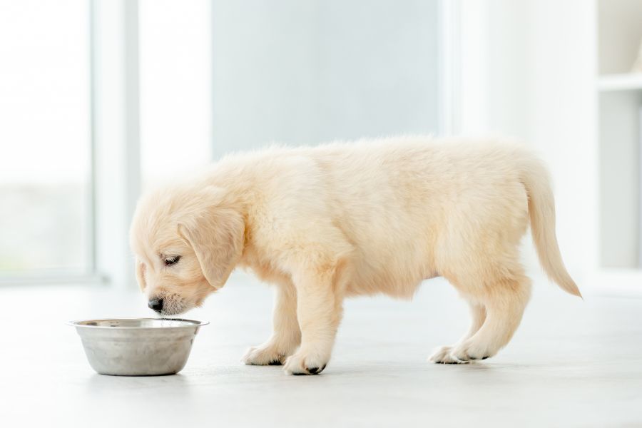 vet approved puppy food