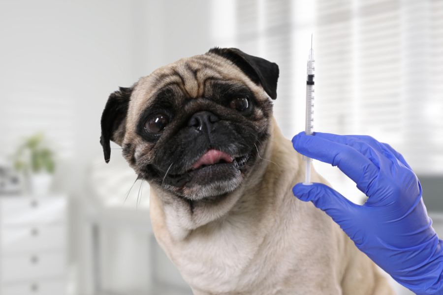 core vs non-core pet vaccines