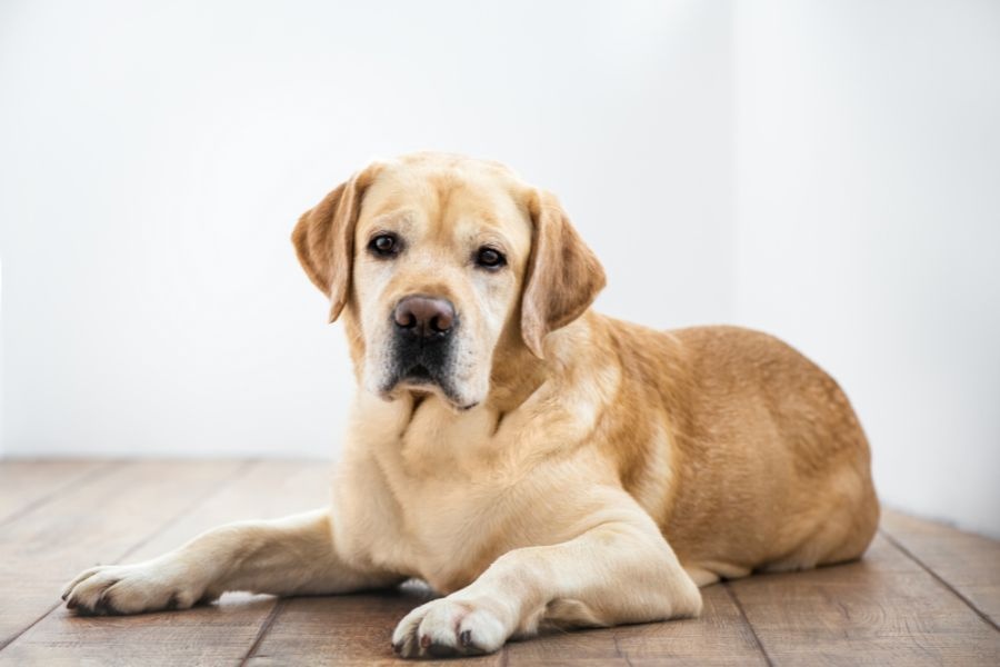 heartworm disease dogs cats summer