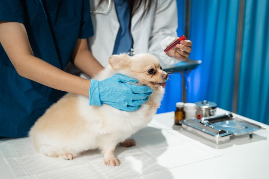 pet blood test results explained