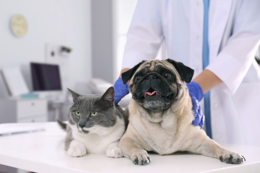 senior pet wellness exam