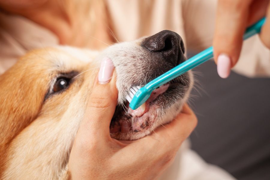 signs pet needs dental cleaning