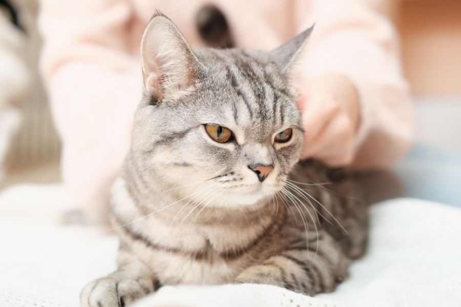 helping nervous pet at animal hospital