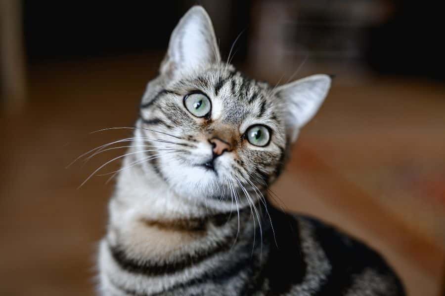 calm a stressed cat