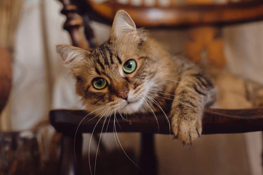 cat diabetes