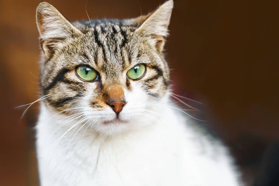 cat poisoning warning signs