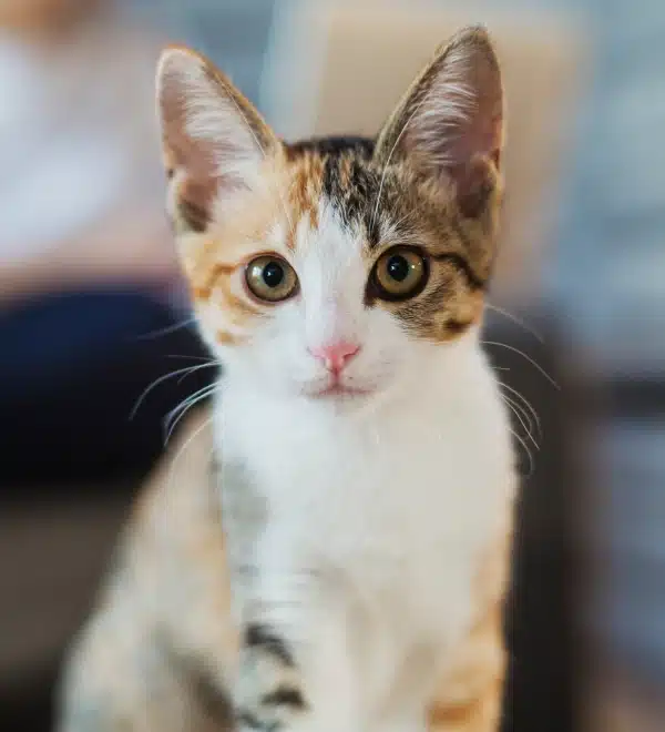 Top Reasons Cats Visit