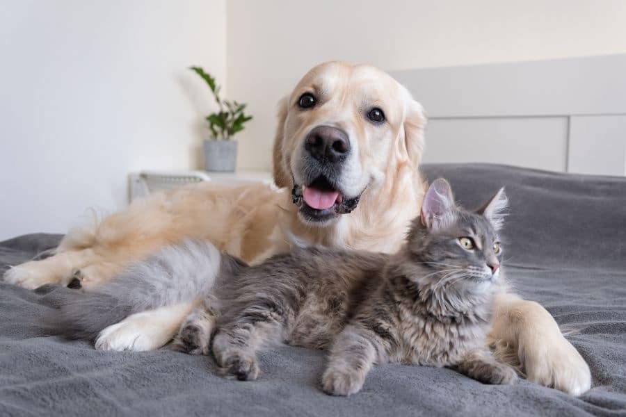 prepare dog cat for spay neuter