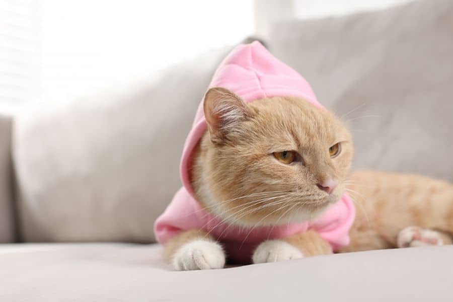 anesthesia works in pets