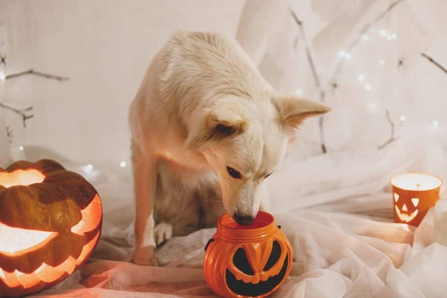 dog friendly Halloween treats