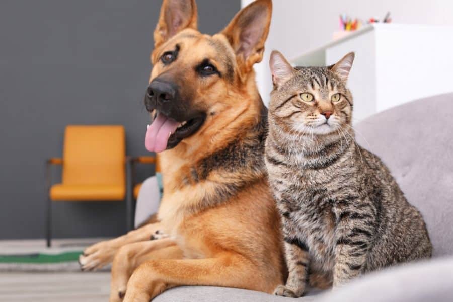 guide choosing right pet